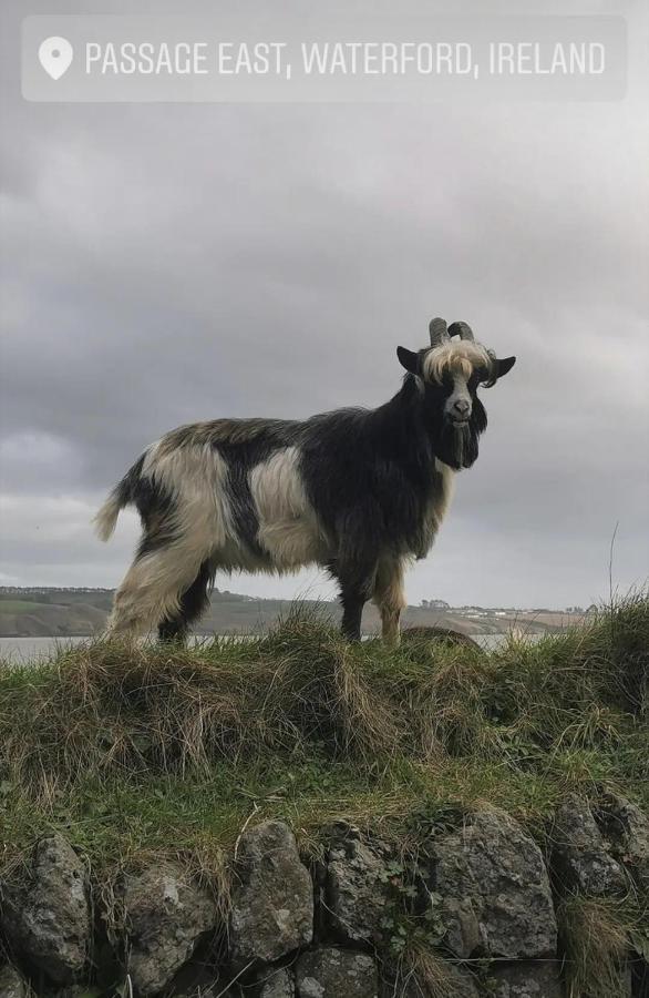 Ballyhack By The Sea Arthurstown Esterno foto